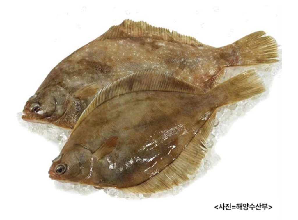 넙치 광어 영양가 풍부합니다.